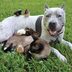 10 of the Longest Living Animals in the Entire World
