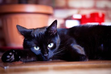 cat-fire