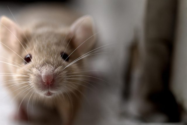 mouse