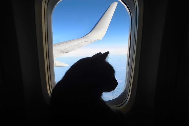 cat