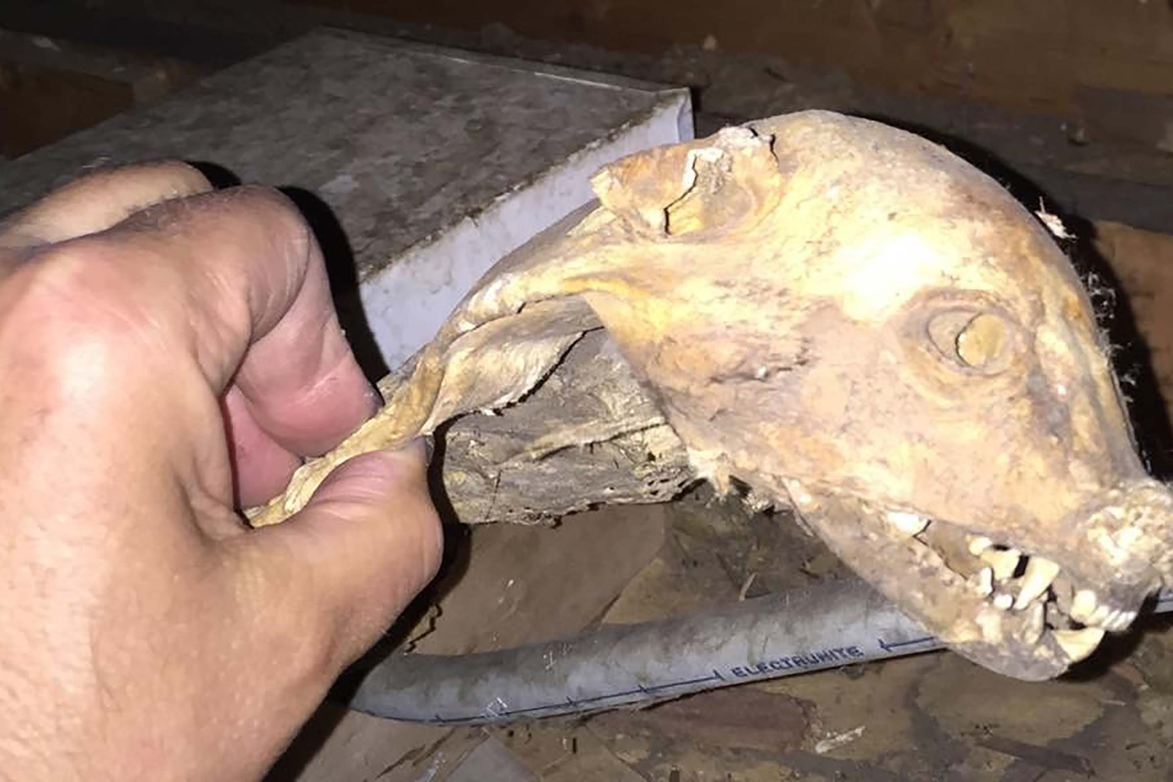 Skull