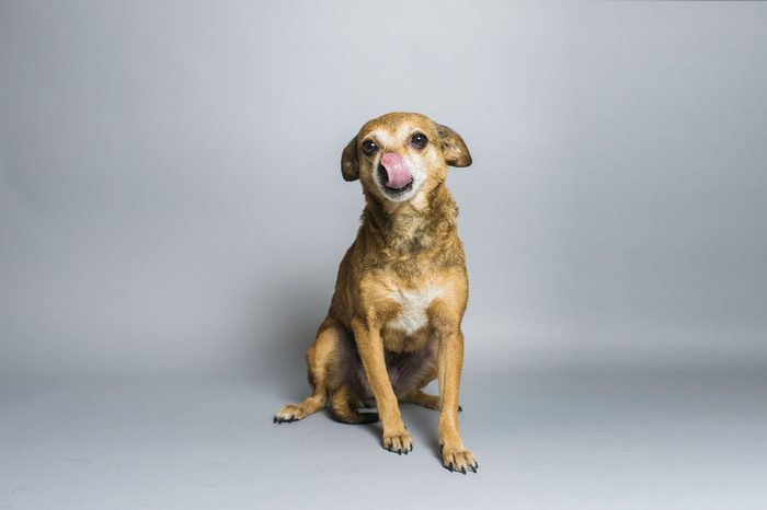 Chihuahua Licking