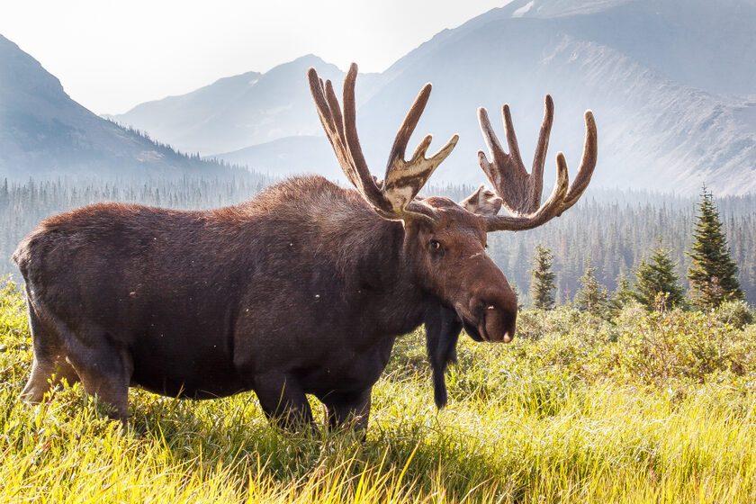 Wild Moose Grazing the Mountains of Colorado ||Brainard Lake Recreation Area, Ward, CO [Colorado Wildlife]
