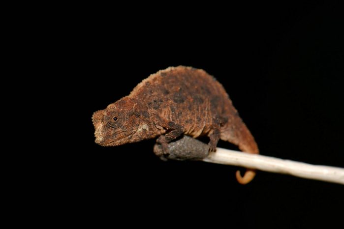 Brown chameleon perches on a thin branch against a dark background.