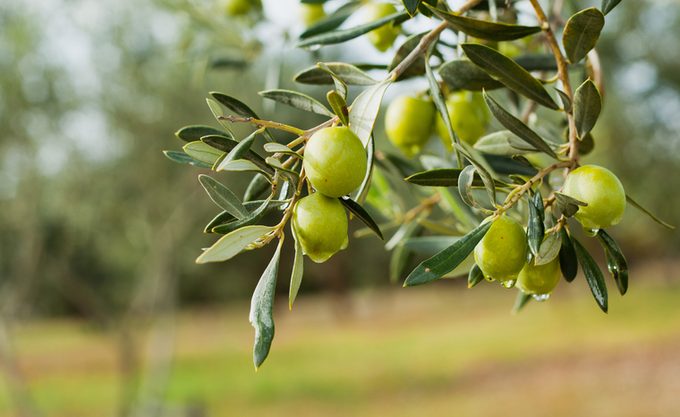 Green Olives Tree