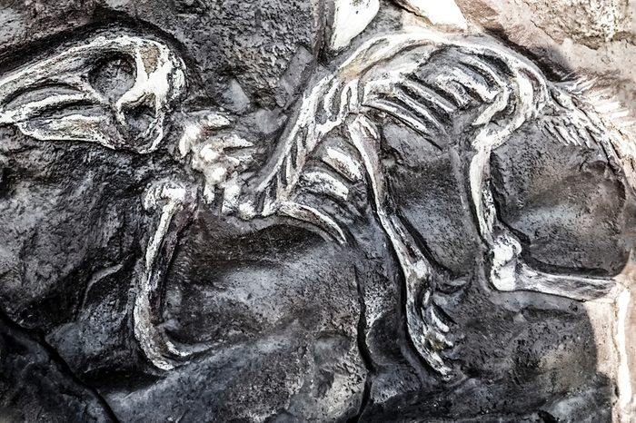fossil of Caudipteryx the dinosaur fossil that showed evidence of having feathers, that is transitional between dinosaurs and modern birds
