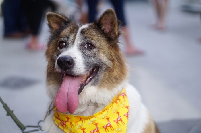 Old happy dog wearing yellow bandana outdoor