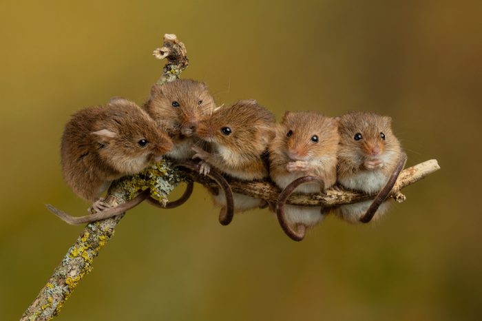 Harvest Mice Micromys minutus playing on twigs climbing Harvest Mouse cute rodents