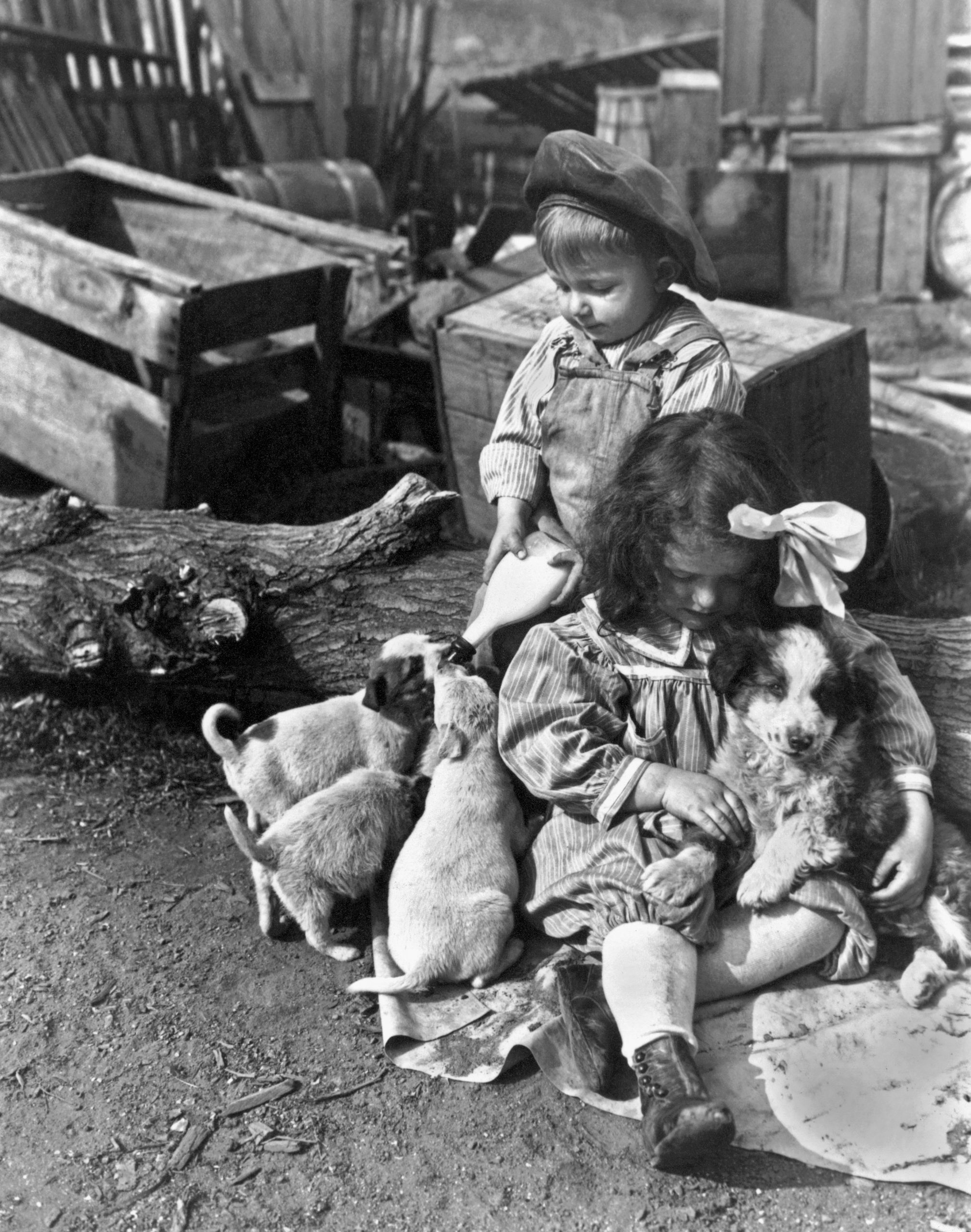 farm kids take care of the new puppies
