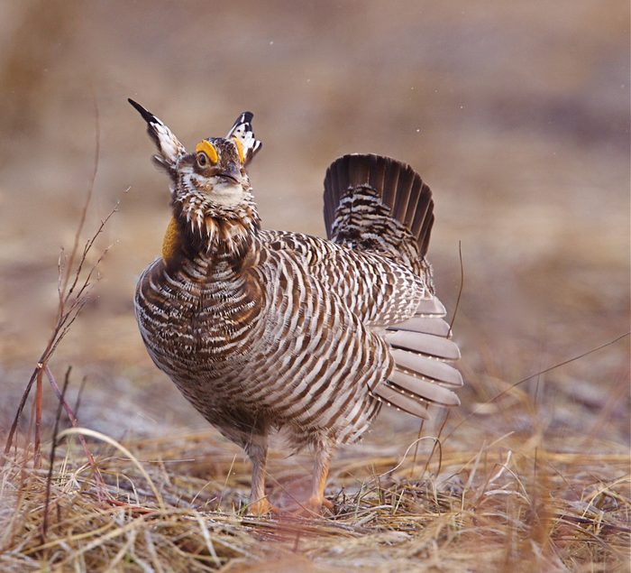 13 Facts About Animals That Have Gone Extinct in the Last 125 Years