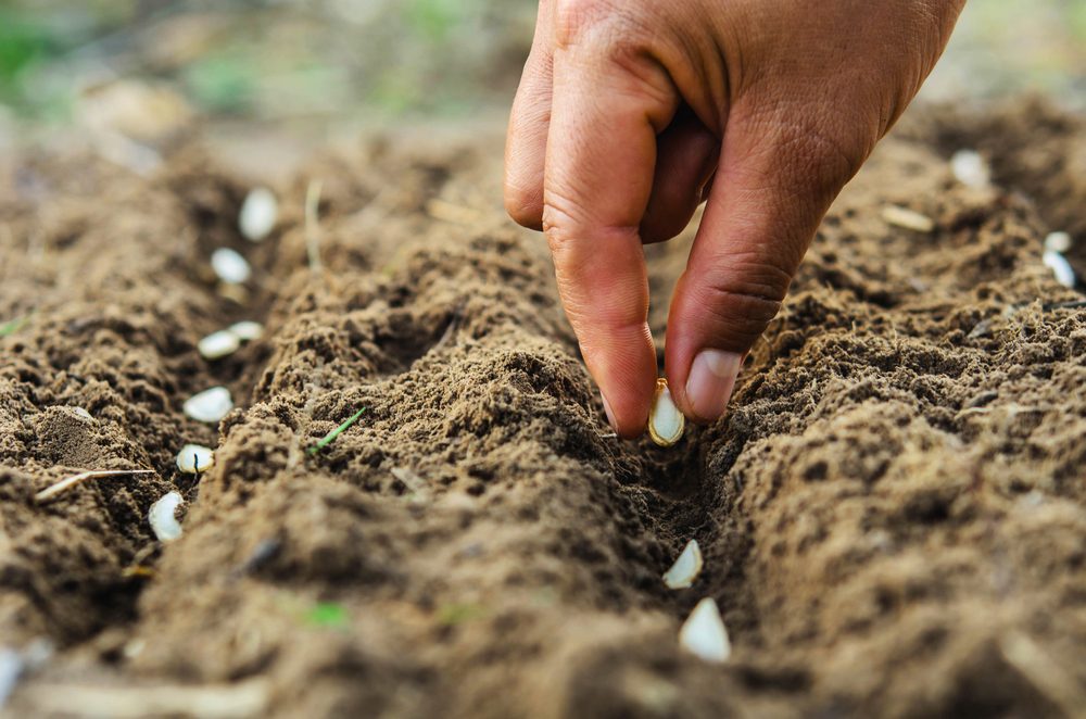 vinegar uses germinate seeds