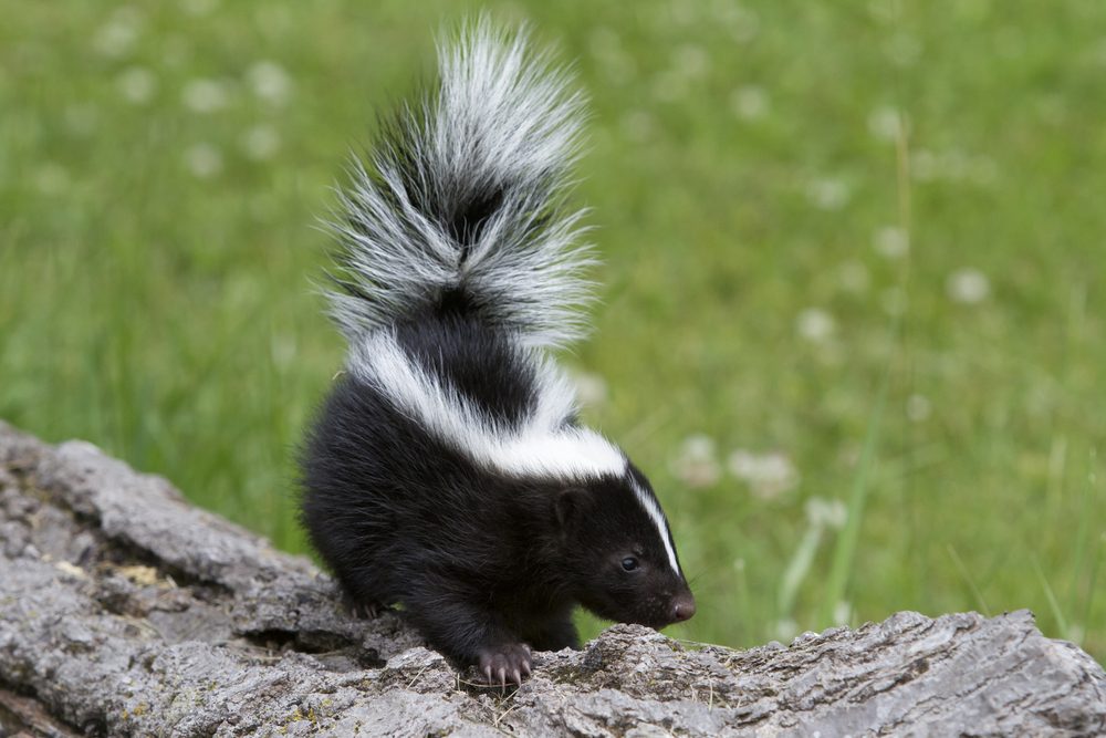 White vinegar uses remove skunk odor skunk smell