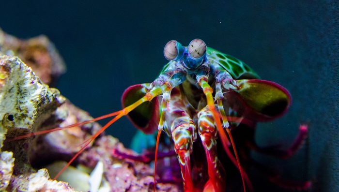 23 of the Most Colorful Animals in the World