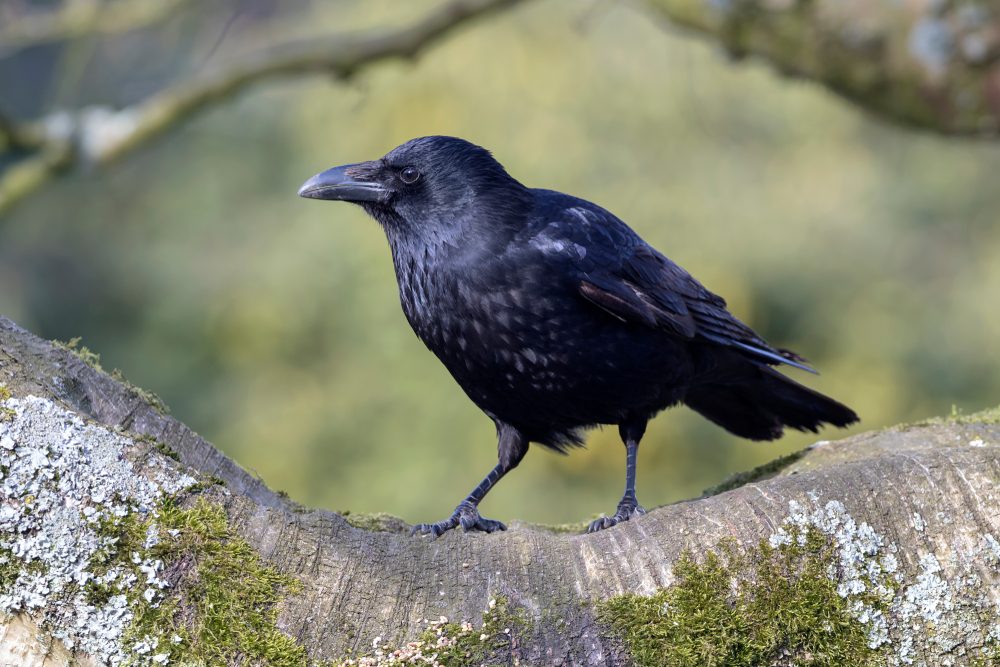 Carrion Crow Close-up