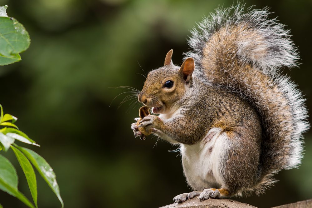 grey squirrel eating nut