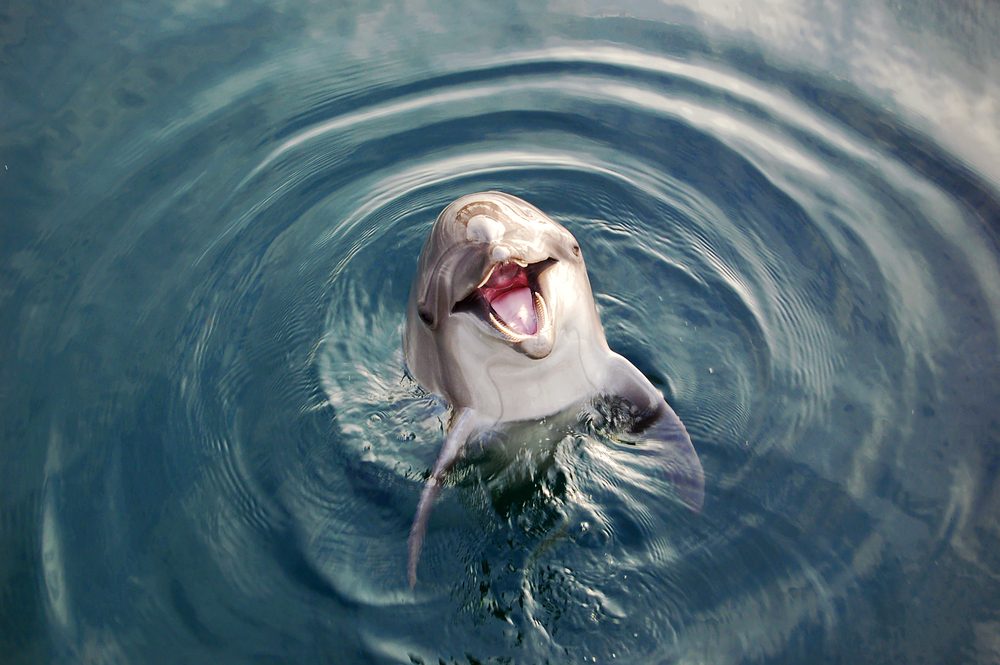 dolphins