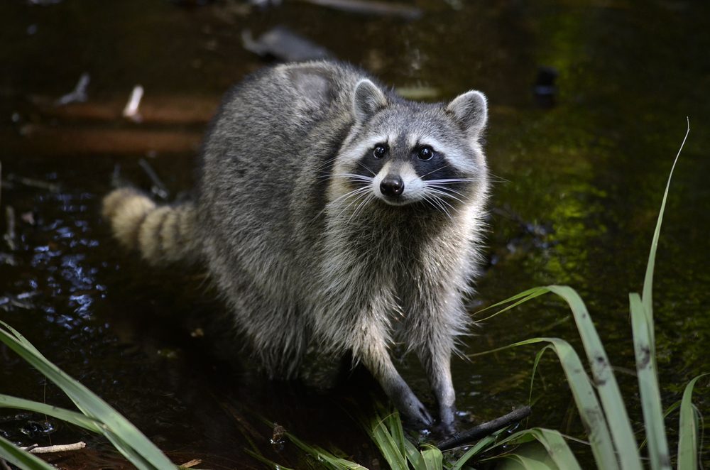 Raccoon (Procyon lotor)