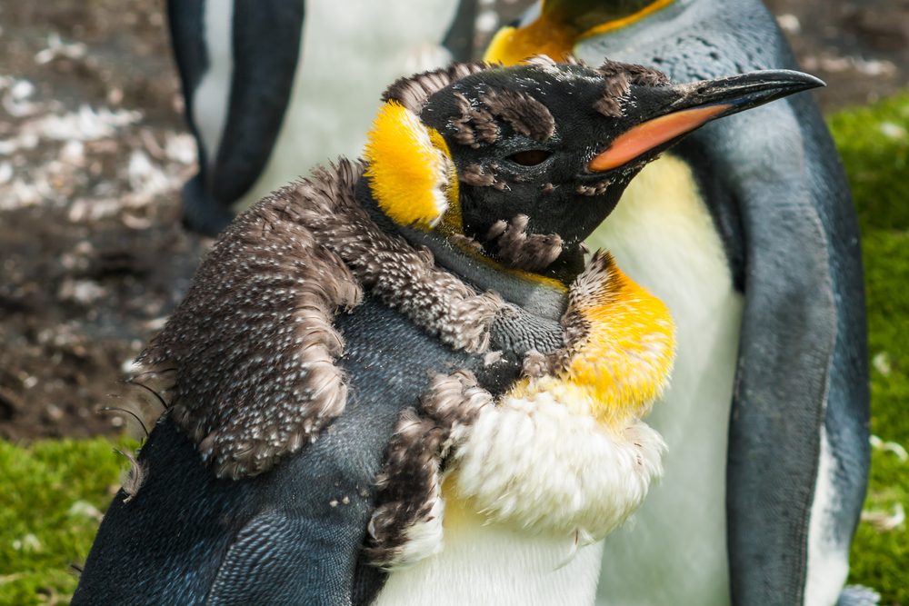 Chick king penguin (Aptenodytes patagonicus) moulting penguins in the colony, close-up, Falkland Islands.