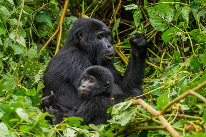 A female mountain gorilla with a baby. Uganda. Bwindi Impenetrable Forest National Park.