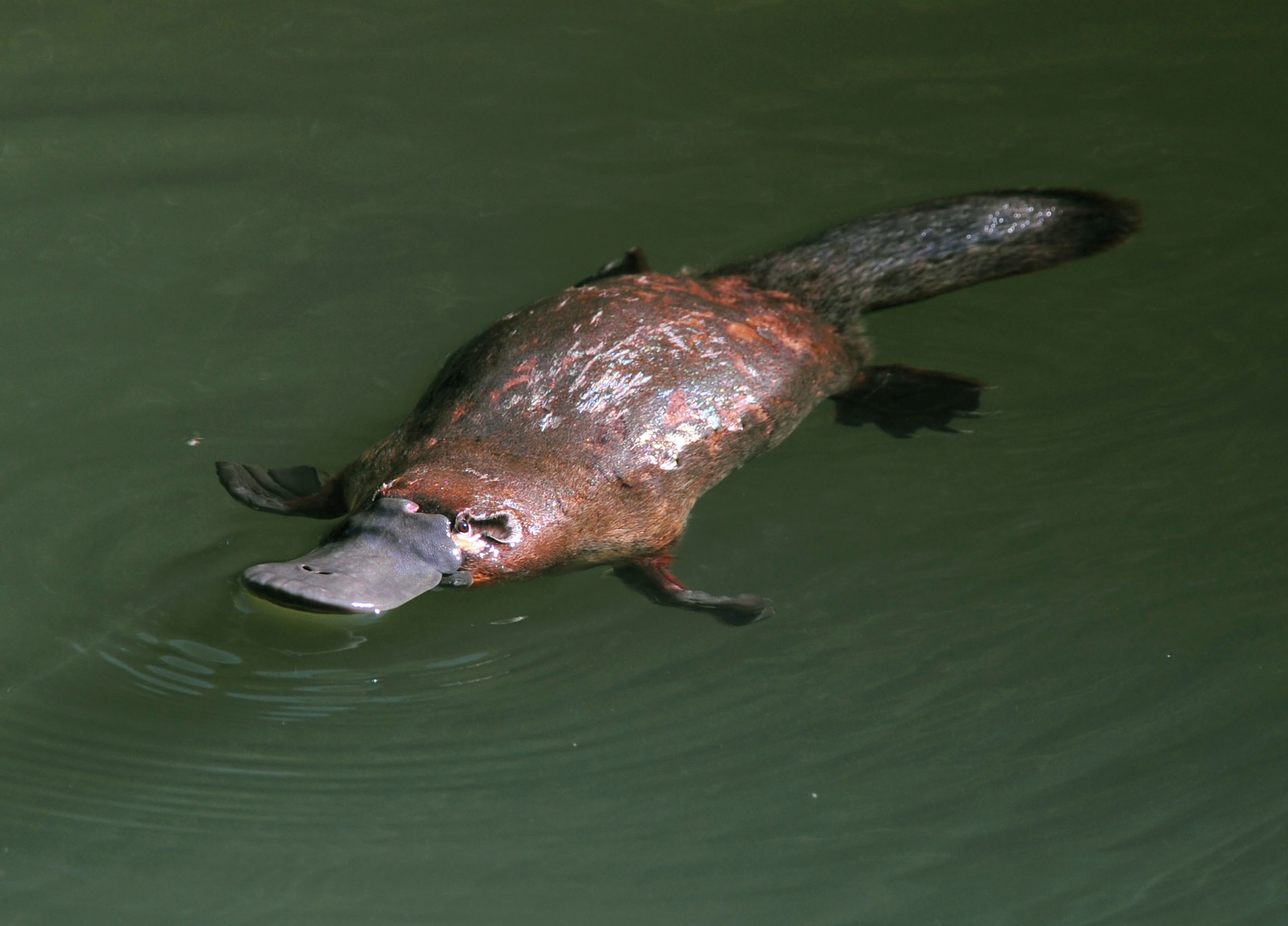 rare & elusive australian duck billed platypus in rainforest creek,eungella nat park, mackay,queensland, australia.exotic looking beaver tailed otter footed venomous mammal tropical jungle creek river