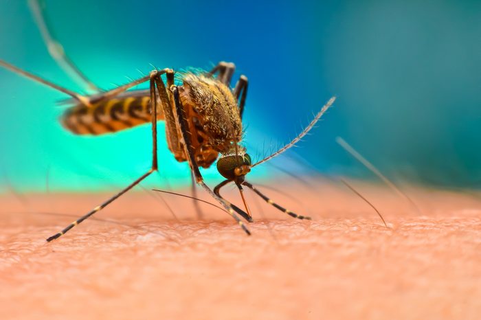 Mosquito