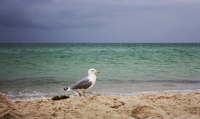 What Happens to Birds in a Hurricane?