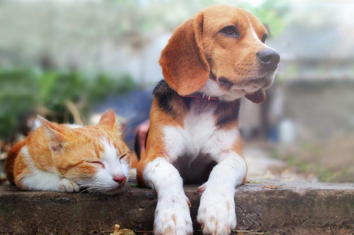 16 Funny Pet Slang Words You Never Realized Existed