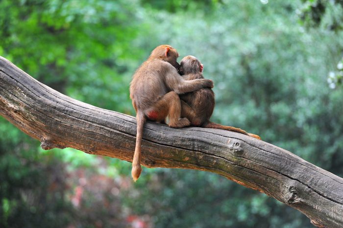 the most adorable animals of 2019