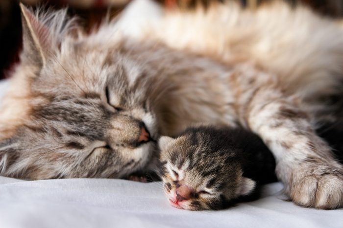 Cat and kitten hug and sleep in compassion