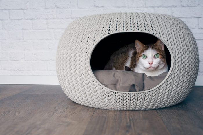 cat cave