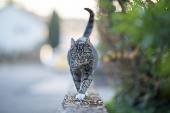 cat walking