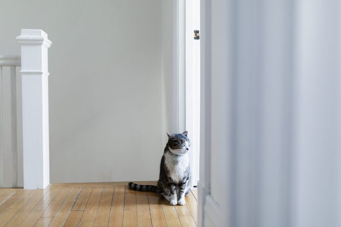 cat in house