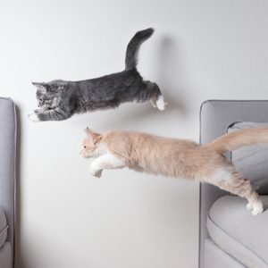 Two kittens leap between gray couches against a light background, appearing airborne and playful.