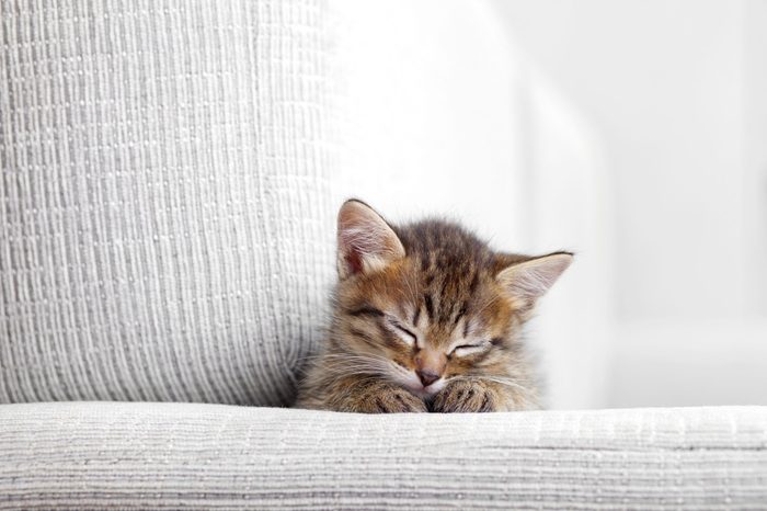 cat on couch