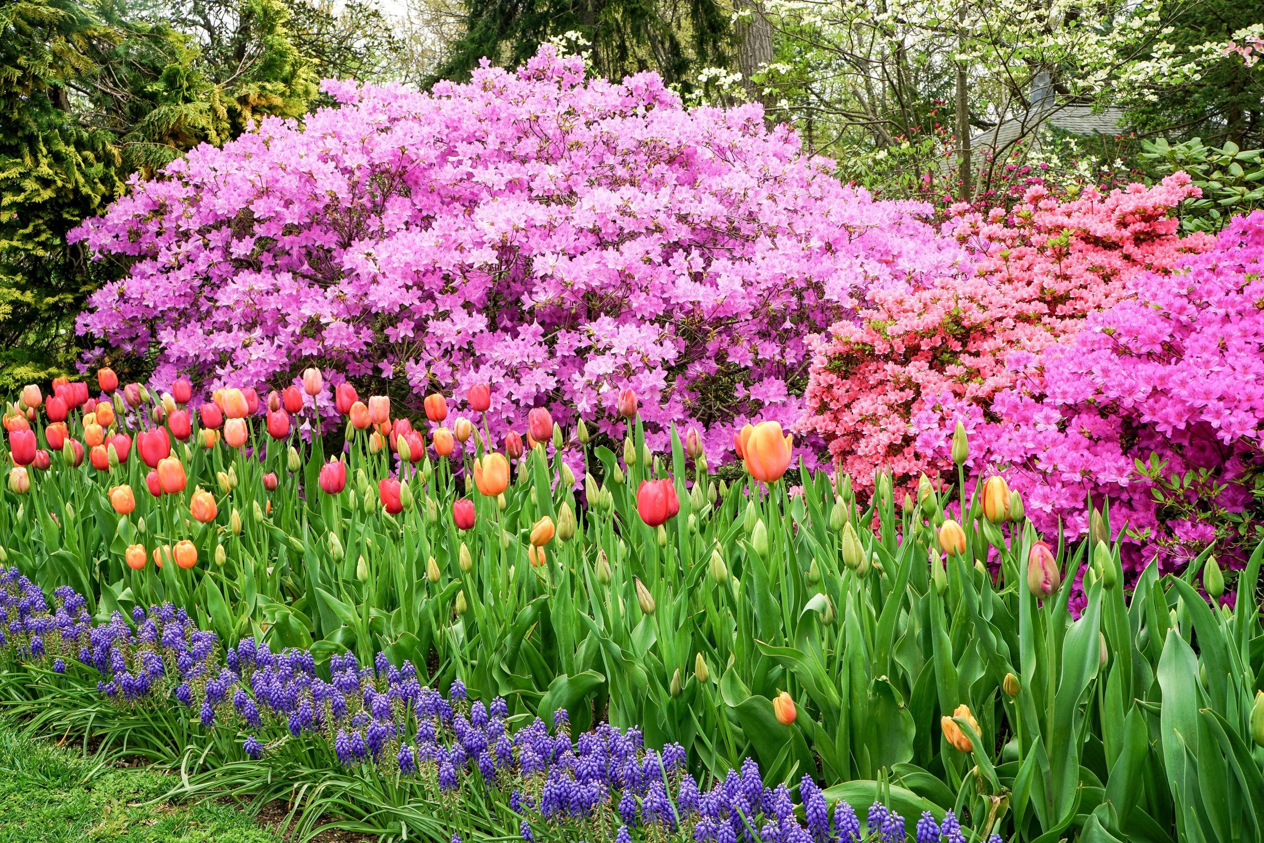 spring flowers colorful 
