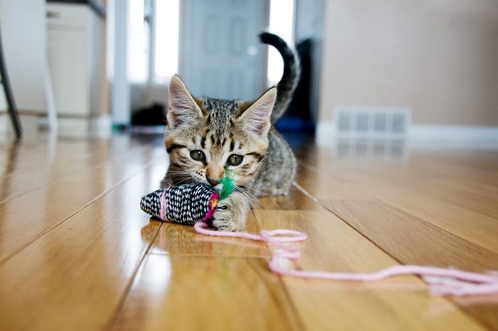 cat playing with toy