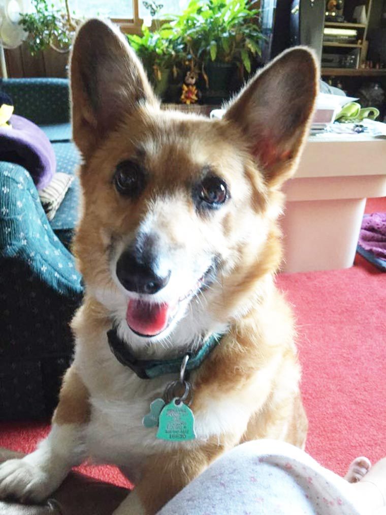 skippy the corgi