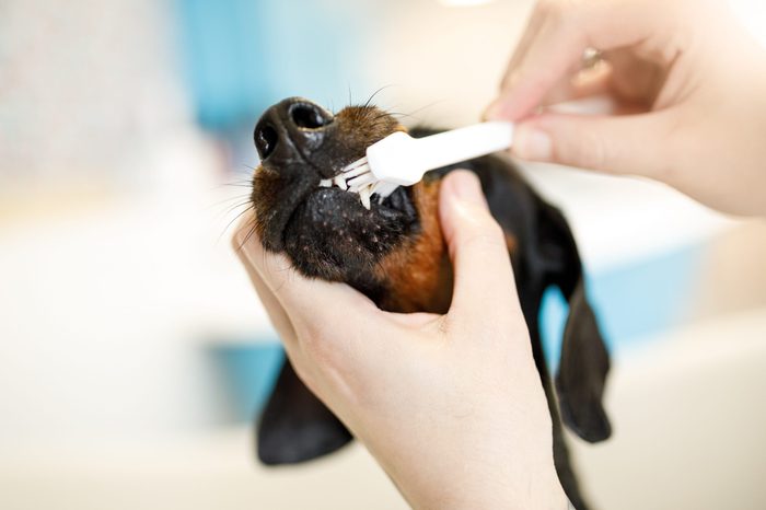 brushing dogs teeth
