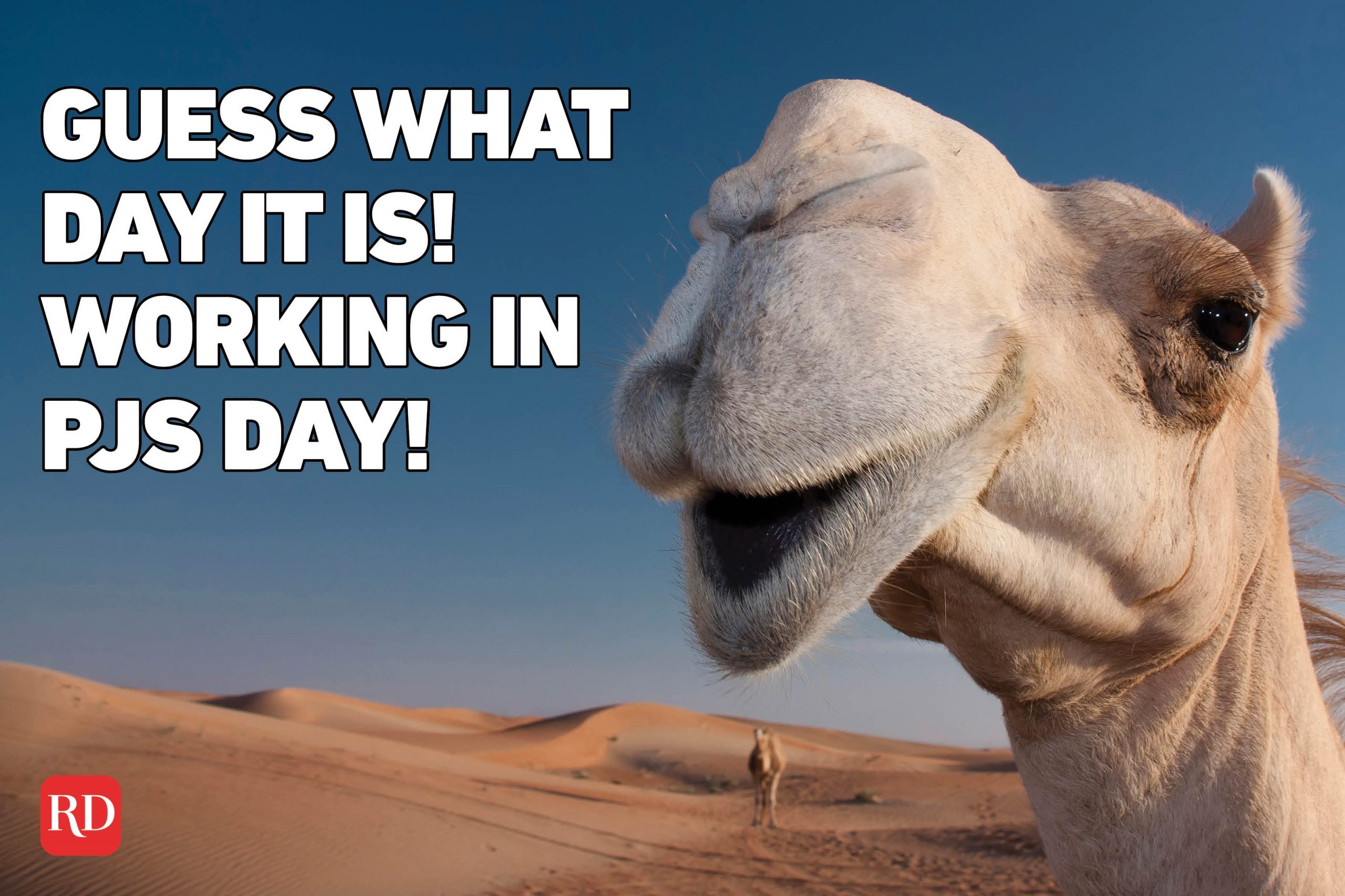 Meme text over image of a camel