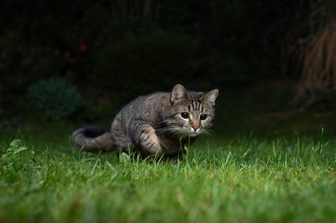 Can Cats See in the Dark?