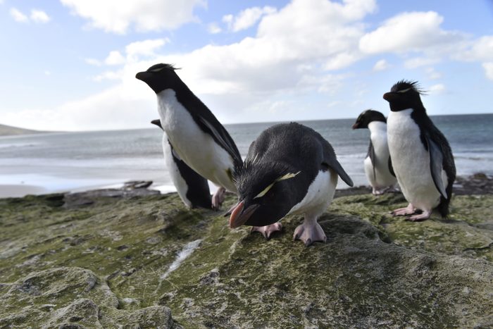 Penguins stand and walk on a rocky shore near the ocean under a partly cloudy sky.
