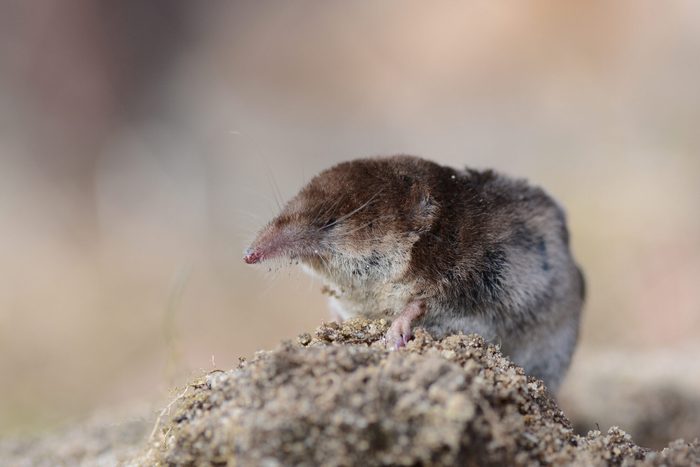 A small shrew rests on a mound of dirt, with a blurred earthy background.