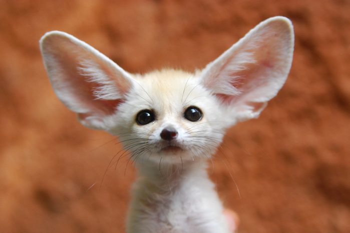 Fennec fox stands alertly against a blurred, earthy background, ears perked up and facing forward.