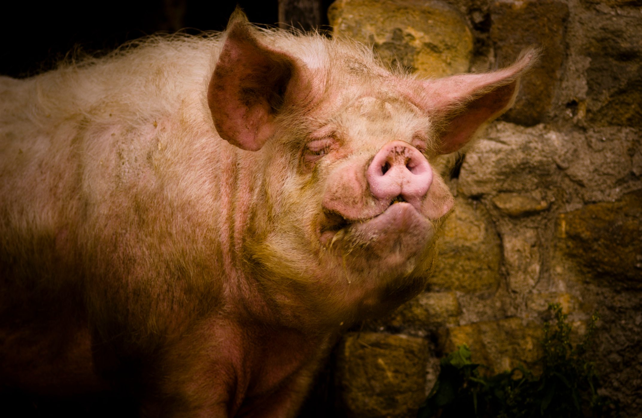 pig looking grumpy