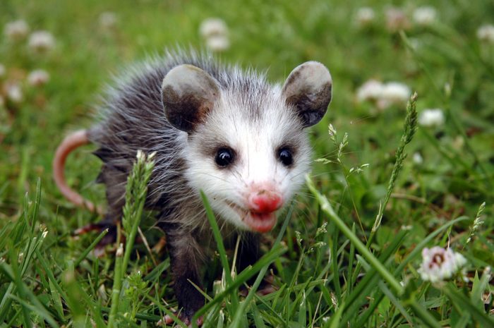 25 Possum Pictures That Will Convince You They’re Actually Cute