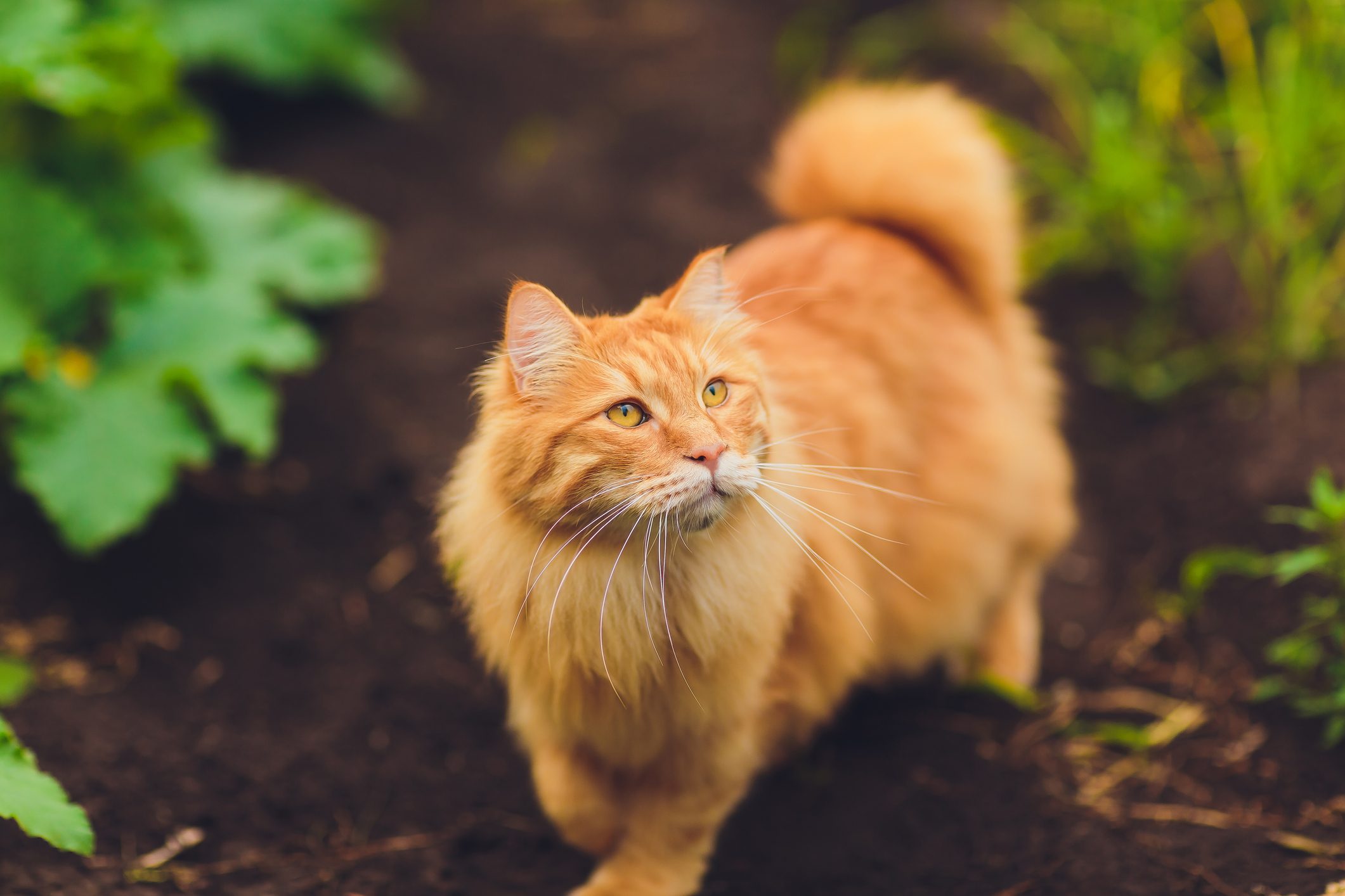 Lovely thoroughbred redhead kitten. Breed Kurilian Bobtail. Hypoallergenic breed of cats. green grass walk