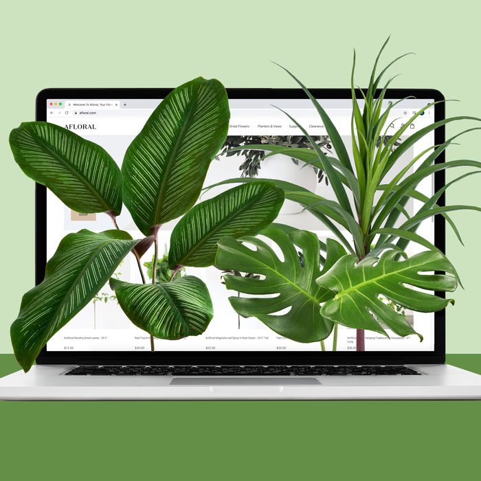 The 18 Best Places to Buy Plants Online