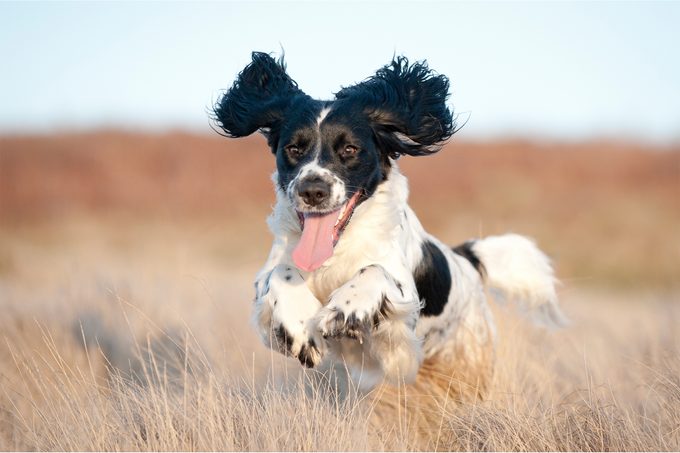12 Dogs with Floppy Ears That Are Irresistibly Cute