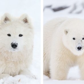 A fluffy white dog and a polar bear cub rest separately in a snowy landscape, both with snow-dusted faces.