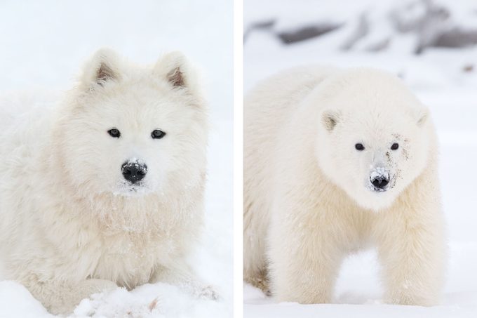 15 Dogs That Look Like Bears You’ll Want to Cuddle ASAP